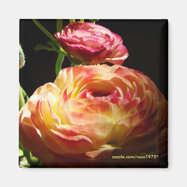 Steg Stones Magnet (Framsidan)