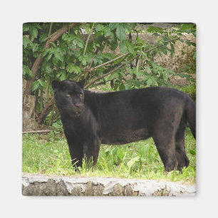 Stega pantermagneten magnet