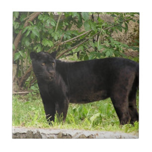 Stega pantern belägga med tegel kakelplatta