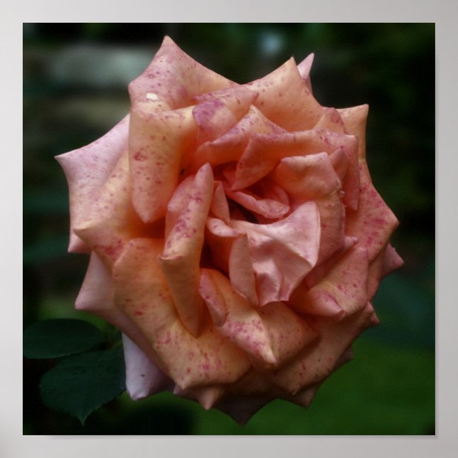 Stegad persiko-Ro närmar sig Poster (Framsidan)