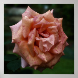 Stegad persiko-Ro närmar sig Poster