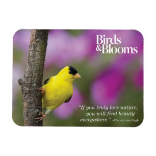 Steglits Magnet