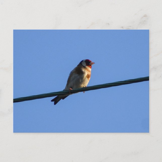 Steglits  vykort (Framsida)