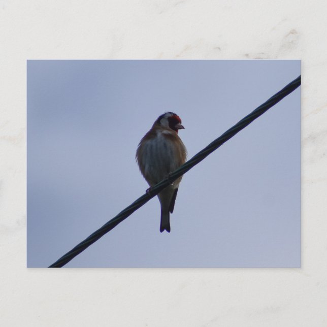 Steglits Vykort (Framsida)