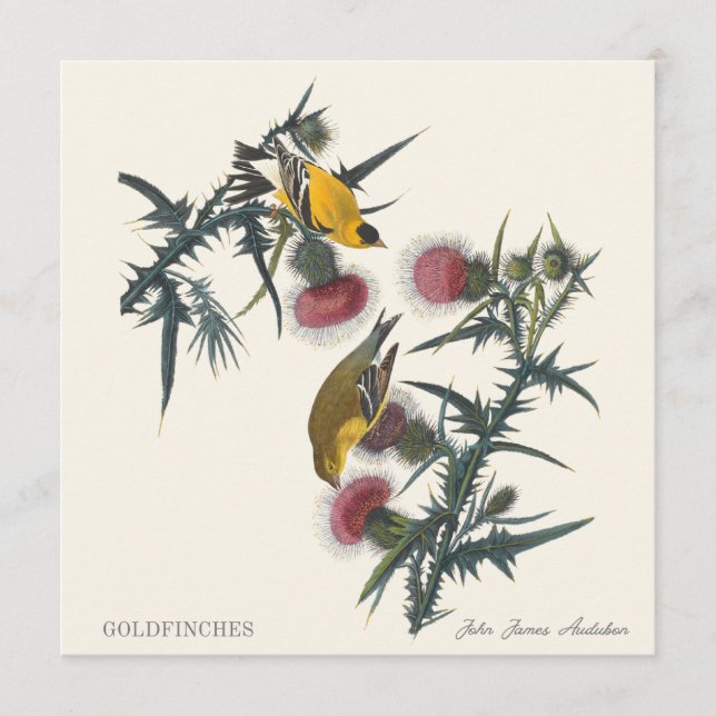 Steglitsar av John James Audubon (Framsida)