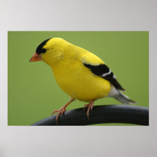Steglitstryck Poster