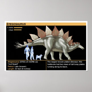 Stegosaurus - Biology Dinosaur Timeline Poster