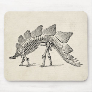 Stegosaurus Dinosaur Skeleton Fossil Musmatta
