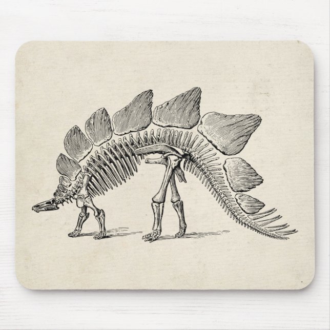Stegosaurus Dinosaur Skeleton Fossil Musmatta (Framsidan)