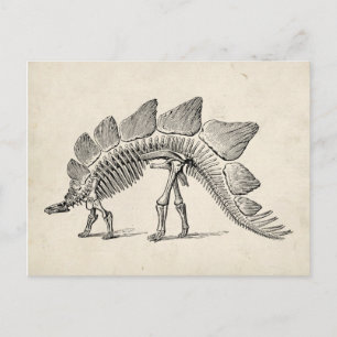 Stegosaurus Dinosaur Skeleton Fossil Vykort