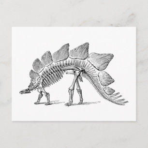 Stegosaurus Dinosaur Skeleton Fossil Vykort