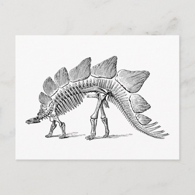 Stegosaurus Dinosaur Skeleton Fossil Vykort (Framsida)