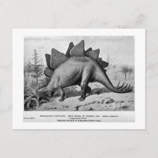 Stegosaurus ungulatus konst vykort