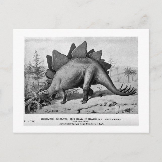Stegosaurus ungulatus konst vykort (Framsida)