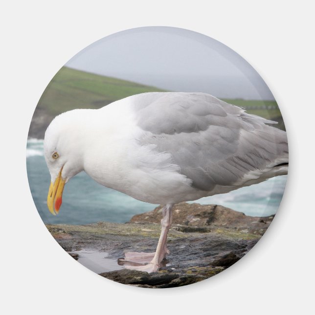 stehende Moewe Magnet (Framsidan)