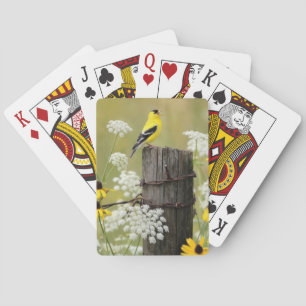Steklarssång på ett staketstolpe casinokort