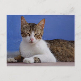 Stella Cat vykort