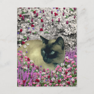 Stella in Flowers I - Chocolate Cream Siamese Cat Vykort