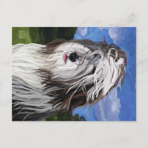 Stella the English Sheep Hund Vykort