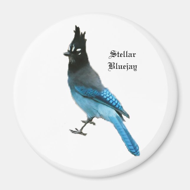 Stellar Blue Jay magnet (Framsidan)