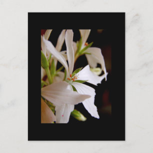 Stellar geranium "Vectis glitter" Vykort
