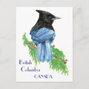 Stellar Jay, British Columbia, Fågel, Natur Vykort