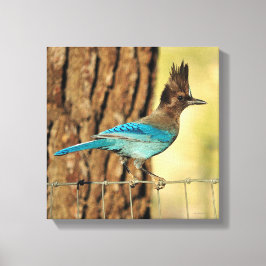 Stellar Jay Canvastryck