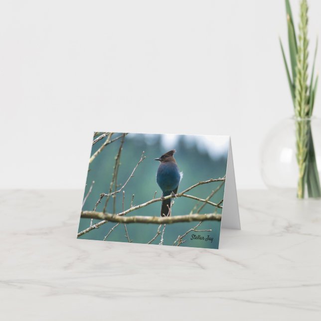 Stellar Jay Fågel på en gren Tack Kort (Framsida)