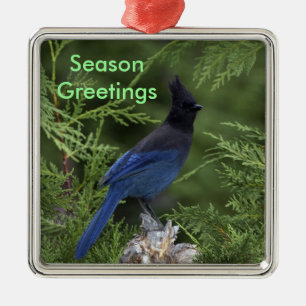 Stellar Jay jul Ornament