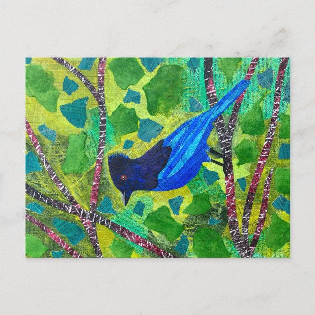 Stellar Jay Vykort (Framsida)