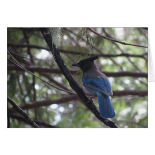 Stellar Jay-Yosemite Hälsningskort