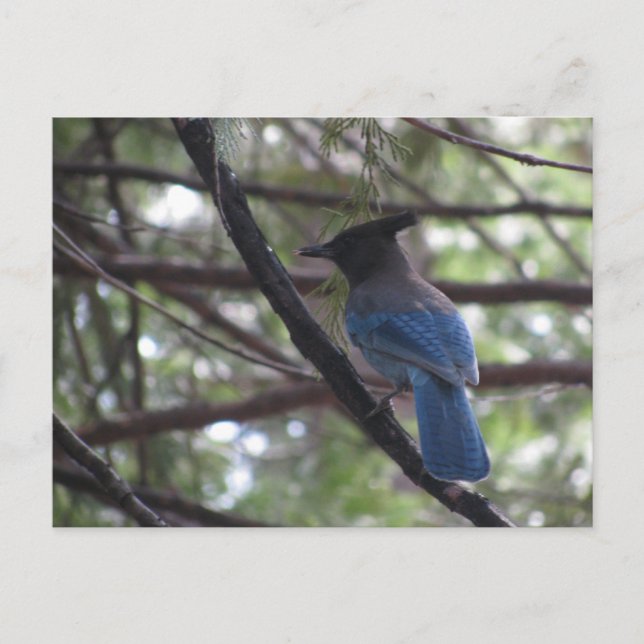 Stellar Jay-Yosemite Vykort (Framsida)