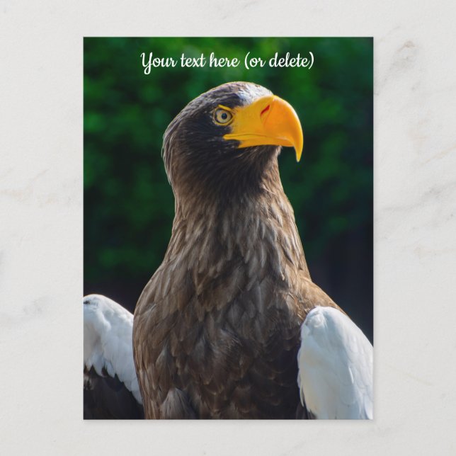 Stellar Sea Eagle vykort (Framsida)