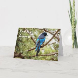 Stellars Jay Blue Birthday Card Bird Älskare Kort