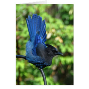 Stellars Jay Hälsningskort
