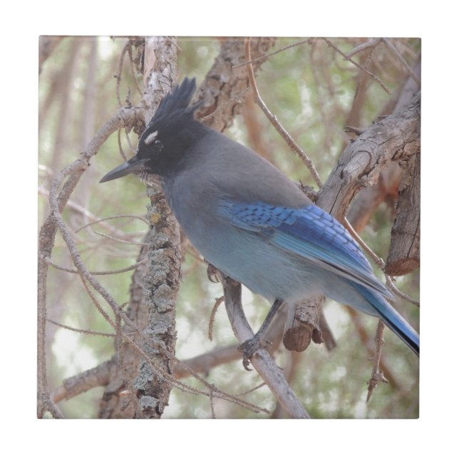 Stellars Jay Kakelplatta (Framsidan)