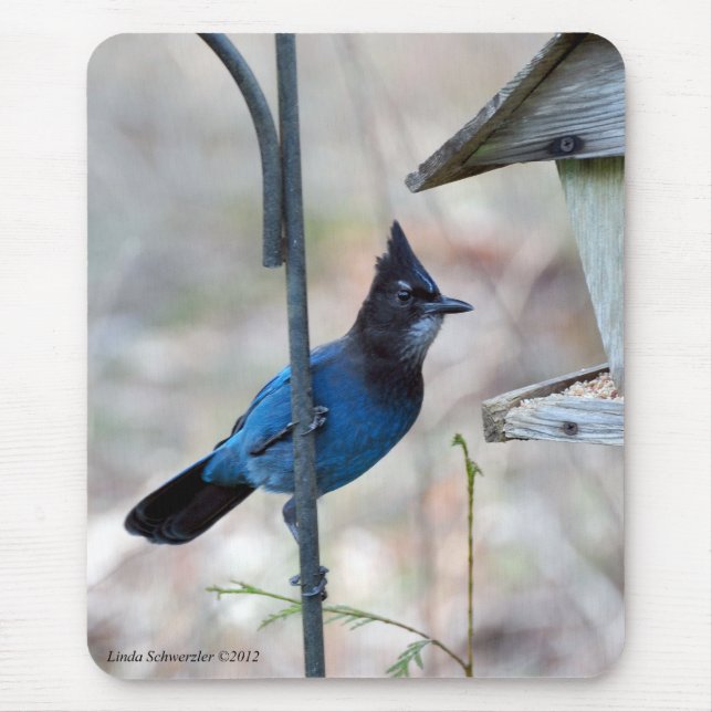 Stellars Jay Musmatta (Framsidan)