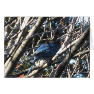 Stellars Jay OBS Kort