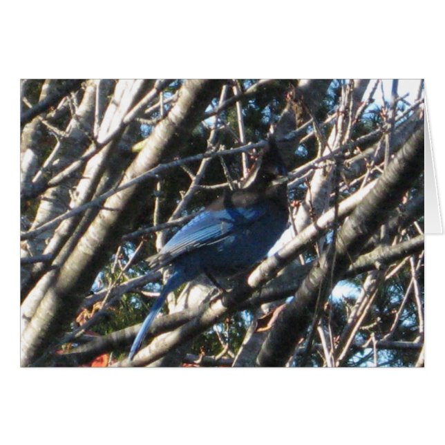 Stellars Jay OBS Kort (Framsidan Horizontal)