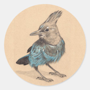 Stellars Jay Runt Klistermärke