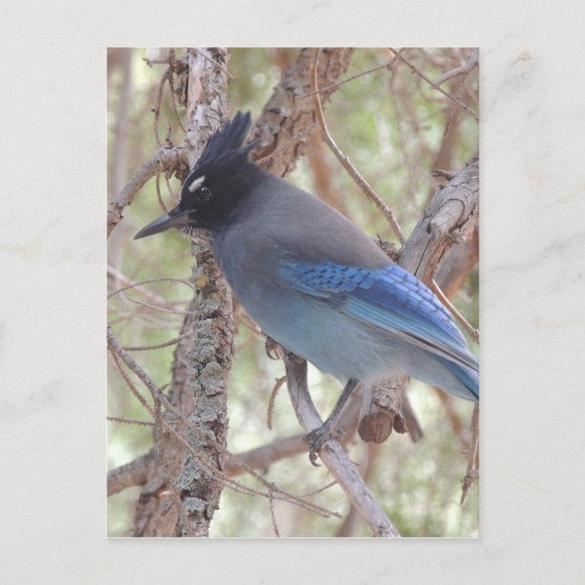 Stellars Jay Vykort (Framsida)