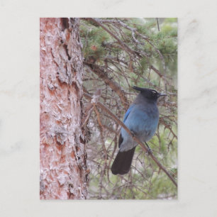 Stellars Jay Vykort