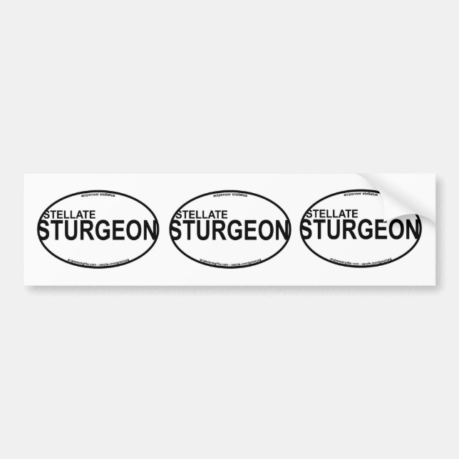 Stellate/Starry Sturgeon Euro Stickers Bildekal (Framsidan)