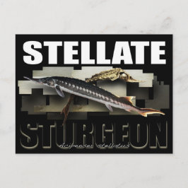 Stellate Sturgeon vycard 3D Vykort