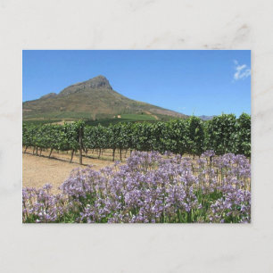Stellenbosch, vykort för sydlig Afrika