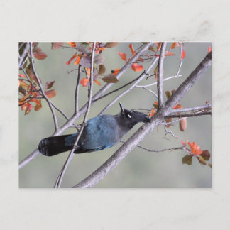 Steller Jay Post Card Vykort