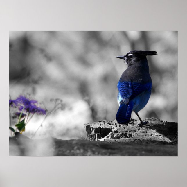 Steller Jay Poster (Framsidan)
