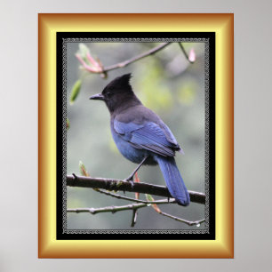 "Steller’s Jay" ~ Golden Ram Series 001 ~ Poster