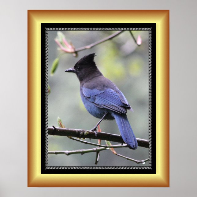 "Steller’s Jay" ~ Golden Ram Series 001 ~ Poster (Framsidan)