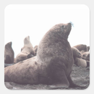 Steller Sea Lejon Fyrkantigt Klistermärke